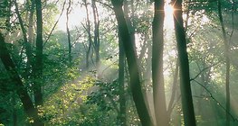 Luz solar na floresta