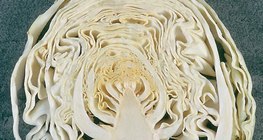 Repolho cortado ao meio