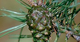 Pinha do pinheiro silvestre