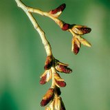 Inflorescência masculina de choupo negro