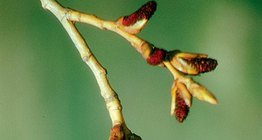 Flor masculina de um álamo preto