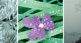 Geada, orvalho, nevoeiro