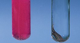 Reação de cálcio e cobre com água