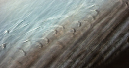 Estrutura fina da pena de pássaro com barbules entrelaçados