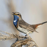 Bluethroat