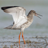 Common redshank