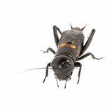 House cricket