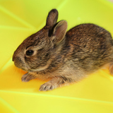 Conejo pequeño