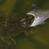 Frog eating a fish