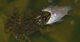 Rã comendo um peixe