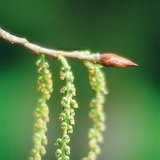 Flor feminina do choupo-negro