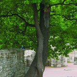 Interweaving trees