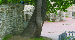 Entrelaçamento de árvores