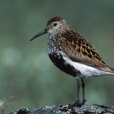 Dunlin