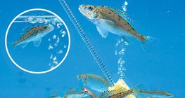 Aeração de um aquário