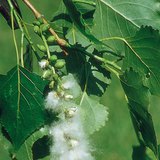 Frutos de choupo negro