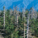 Destruction caused by acid rain