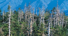 Destruição causada pela chuva ácida