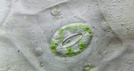 Plant stoma