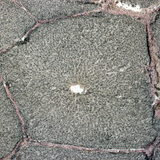 Section of liver (pig)