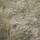 Estipa