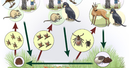 Ciclo de vida do carrapato