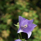 Bellflower