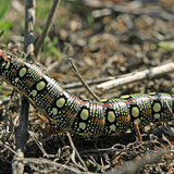 Caterpillar