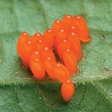 Eggs of a Colorado potato beetle on the underside of a leave