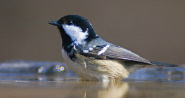 Coal tit
