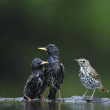 Starlings and Mistle thrush