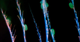 Cabelo de quitina de abelha mel com pólen