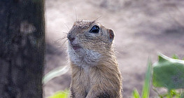 Spermophilus citellus
