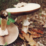 Mushroom