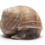 Escargot