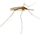 Mosquito