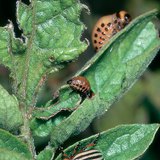 Colorado potato beetle and its larvae