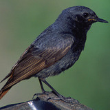 Black redstart (male)