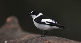 Collared flycatcher
