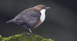 White-throated dipper