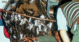 Andorinhas capturadas em uma rede