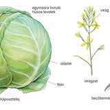 A káposzta felépítése