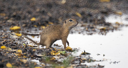 Spermophilus citellus