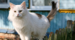 Gato
