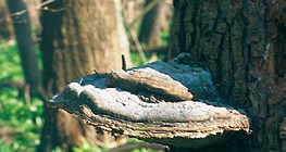 Fungus on a tree