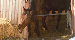 Cavalo comendo palha