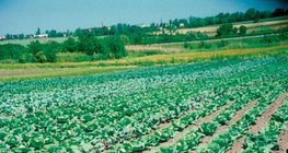 Uma fazenda de repolho