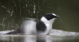 Collared flycatcher