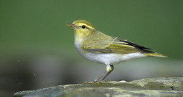 Mosquitero silbador