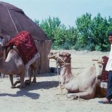 Camels are important pets in Asia